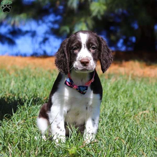 Winter, English Springer Spaniel Puppy
